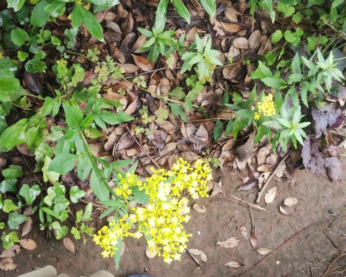 Fotor_159480174680399