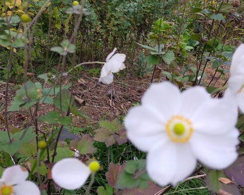 IMG20201101155650